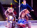 Медвежий цирк: аттракцион с историей
