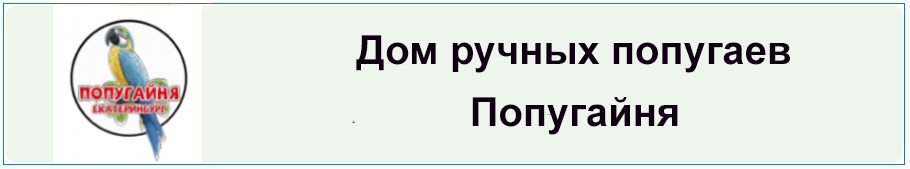 Попугайня (шапка)