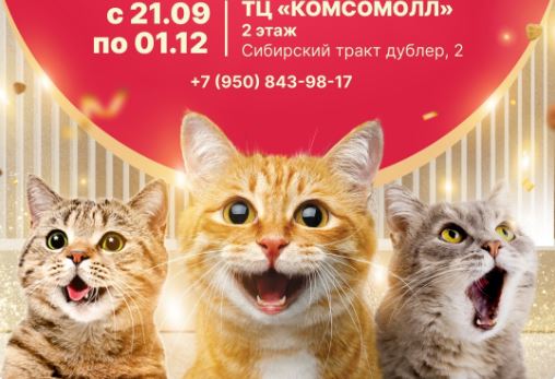 Выставка кошек в ТЦ КомсоМОЛЛ