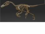 Сенсация! Впервые в Екатеринбурге найден скелет динозавра! 