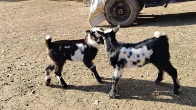 У нас пополнение! У нашей любимой козочки Машки родилась королевская двойня!