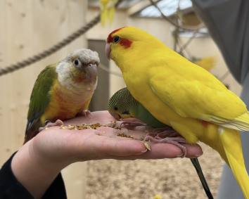 День рождение в Попугайне