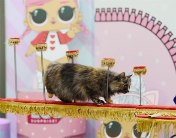 Дрессированные кошечки и собачки на праздник в Екатеринбурге